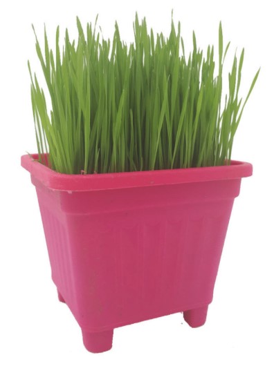 PASTO HIERBA GATERA NATURAL